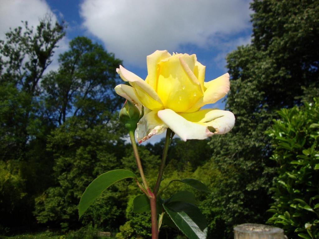 Domaine De La Dame De Lauriere Bed & Breakfast Solignac Dış mekan fotoğraf